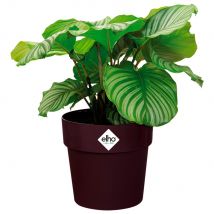 Blumentopf Maulbeere 18x17cm 2,9L