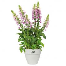 Blumentopf Weiß 20x17cm 3,2L
