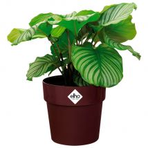Blumentopf Maulbeere 30x27cm 13,3L
