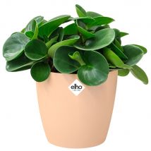 Blumentopf Brussels Pfirsich 16x15cm 2,2L