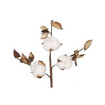 Branche de Coton Blanc - Dijk
