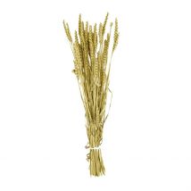 Branche Triticum Doré H70cm - Dijk