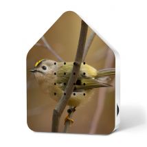 Zwitscherbox Wintergoldhähnchen Goldcrest Limited Edition Vogelgezwitscher Bewegungsmelder