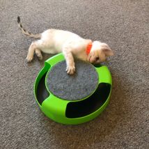 Catch the Mouse Cat Toy
