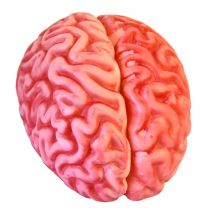 Cervelle en plastique