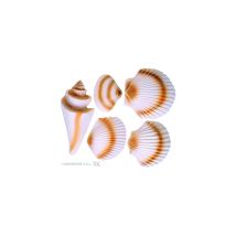 Coquillages en plastique