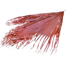 Feuilles de palmier