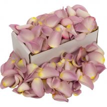 Box of Fresh Lilac Rose Petals