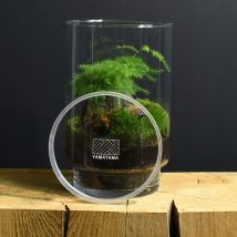 Un terrarium à composer soi-même - Petit (12cm x 19cm) - Asparagus - Idée cadeau Noël - Cadeau Homme - Cadeau Femme - Cadeau Papa - Cadeau Maman - 