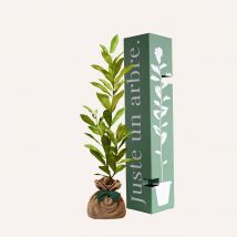 Arbre souvenir - Idée cadeau Noël - Cadeau Homme - Cadeau Femme - Cadeau Papa - Cadeau Maman - Idée cadeau enfant - Cadeau Crémaillère - Juste Un 