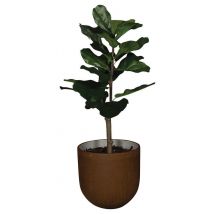 Le Ficus Lyrata - Manutan Collectivités