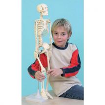 Le Squelette Humain, Taille 80 Cm - Manutan Collectivités