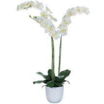 Pflanze Phalaenopsis Orchidee Grün-weiß, Höhe 100 Cm,