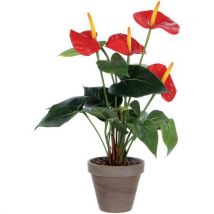 Plante Anthurium Hauteur 40cm Coloris Vert Rouge