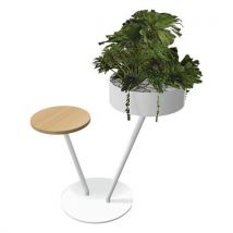 Babylone 2 Branches 1 Tablette Bois + 1 Succulente Blanc