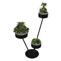 Babylone 3 Branches 3 Succulente Noir