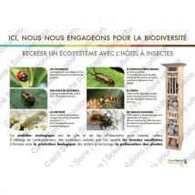 Panneau Éducatif - Les Insectes
