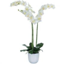 Vepabins Roślina Falenopsis zielono-biała wysokość 100 cm, Manutan
