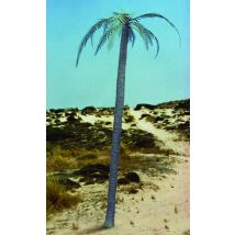 Palm tree