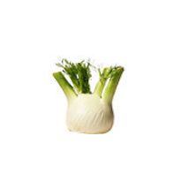 Fenchel
