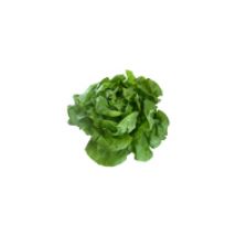 Kopfsalat, grün