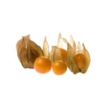 Physalis