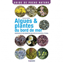 Algues plantes du bord de mer - Vagnon