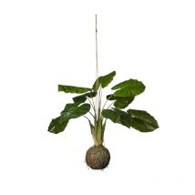 Aglaonema Artificiel 23*23*80 Cm