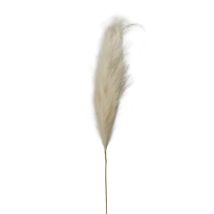 Branche Pampa Artificielle Crème 160 Cm