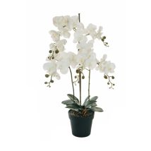 Orchidée Phalaenopsis Géante À L'aspect Naturel Avec 2 Branches Simples Et 1 Branche X3 Dans Un Pot En Plastique Ø 20 Cm, Blanc