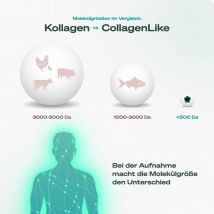 CollagenLike Basic Set
