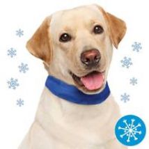 Nobby-koelhalsband voor honden