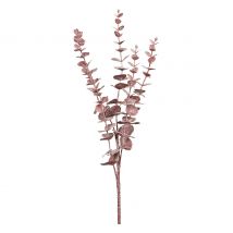 Eukalyptus Zweig "Burgundy"