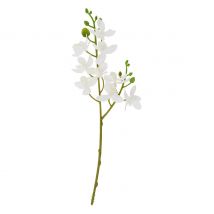 Mini Orchidee Phalaenopsis