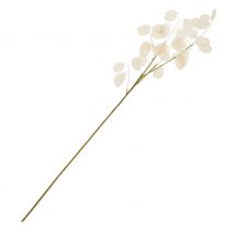 Lunaria Zweig