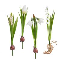 Frühjahrsblumen Mix mit Zwiebel
