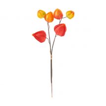Physalis Zweig, 6 Lampionblüten