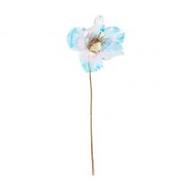 Christrose, irisierend