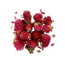 Getrocknete Blüten - Rotklee