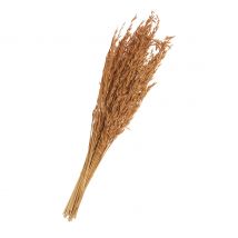 Trockenblumen "Oat Grass" - Braun