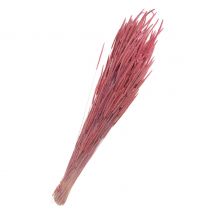 Trockenblumen "Phleum Pratensis" - Rosa