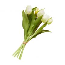 Tulpen Bund mit 3 Blüten und 2 Knospen - Creme