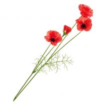 Klaproos pluk met 4 bloemen