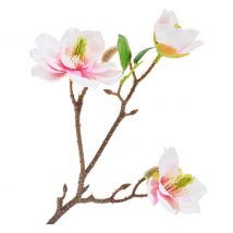 Magnolia pluk met 3 bloemen