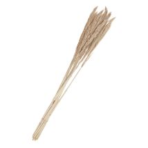 Droogbloemen "Sanmuga Grass", L ca. 80 cm - Oud Wit