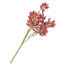 Succulent tak - Rood