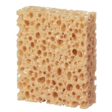 Kengännauha puhdistussieni