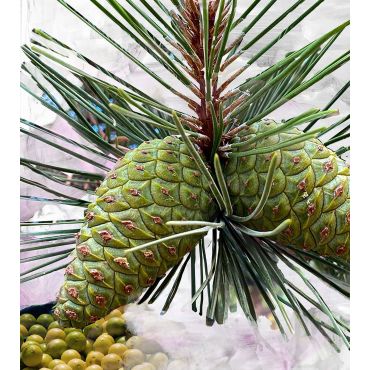 gypsy Water Eau De Parfum - 50ml - Iconic Scents - BYREDO