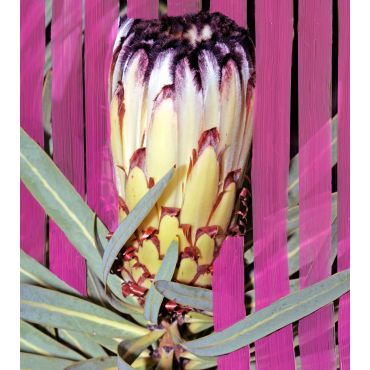 Inflorescence Eau De Parfum - 100ml - BYREDO