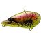 Murakami Shad Pink